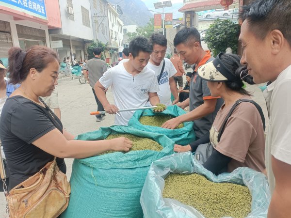 惠红网 金阳青花椒新鲜上市 吸引全国客商前来采购
